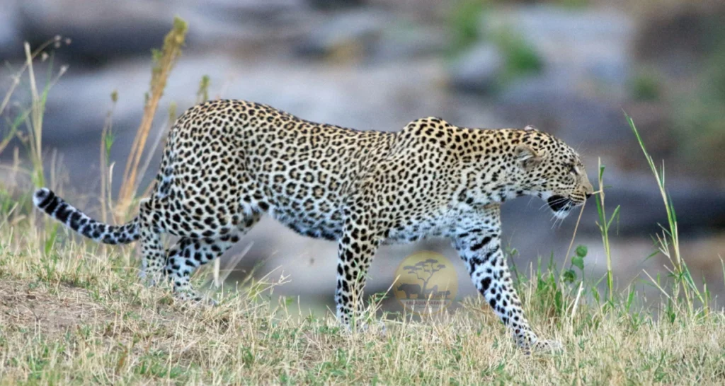 budget uganda safari holiday