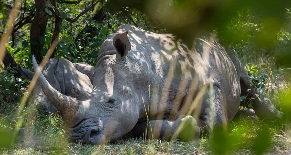 budget uganda safari holiday