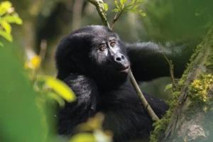 Uganda budget gorilla trekking