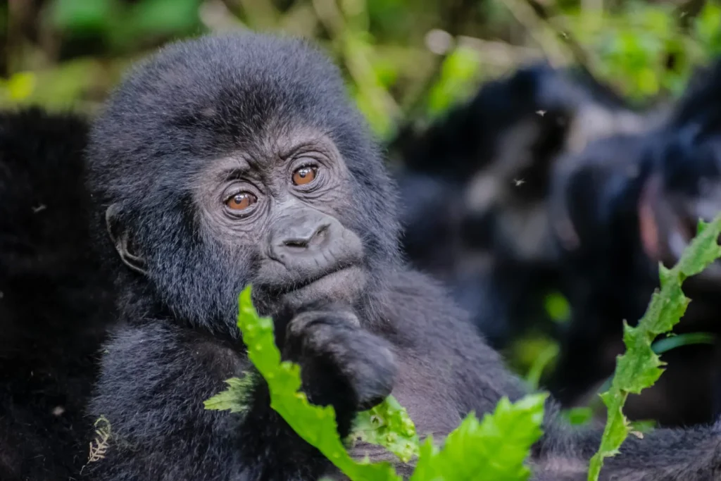 uganda-gorilla-trekking