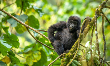 gorilla uganda safari holidays