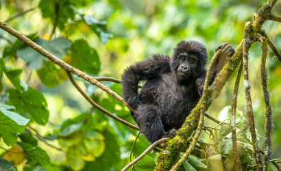 gorilla uganda safari holidays