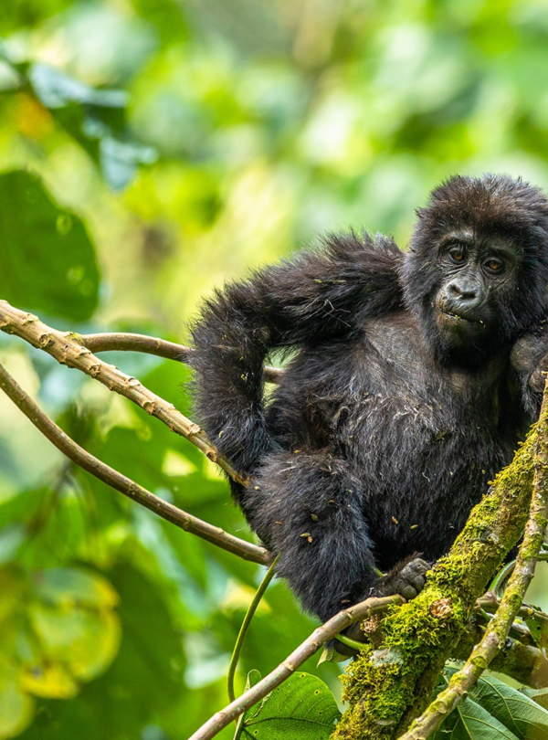 gorilla uganda safari holidays