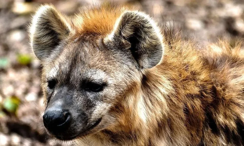 Uganda Budget wildlife Safari