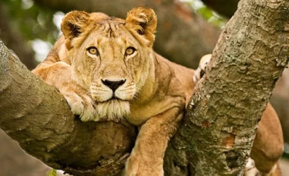 queen elizabeth budget uganda safaris tours