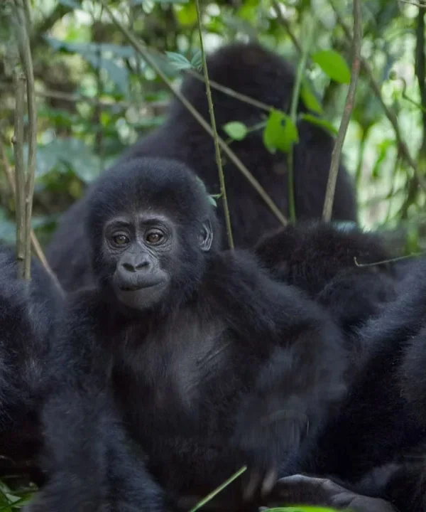 6 Days Gorilla and Wildlife Uganda Safari