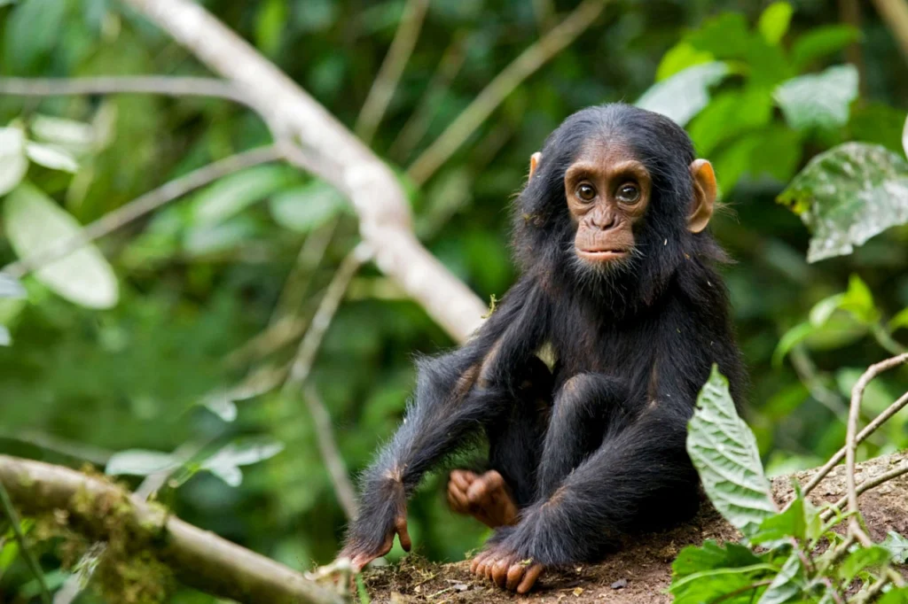 kibale chimp