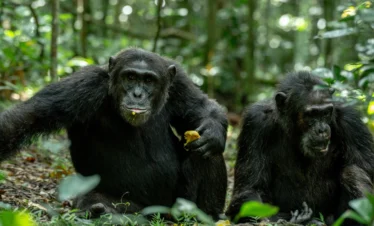 Kibale chimpanzee trekking uganda primates