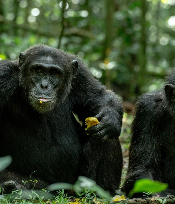 Kibale chimpanzee trekking uganda primates - Uganda Budget Tours