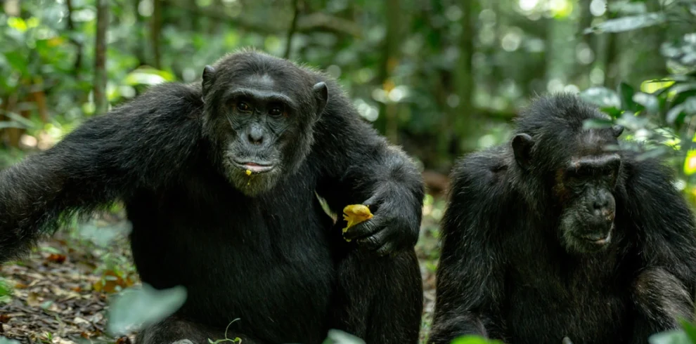 Kibale chimpanzee trekking uganda primates