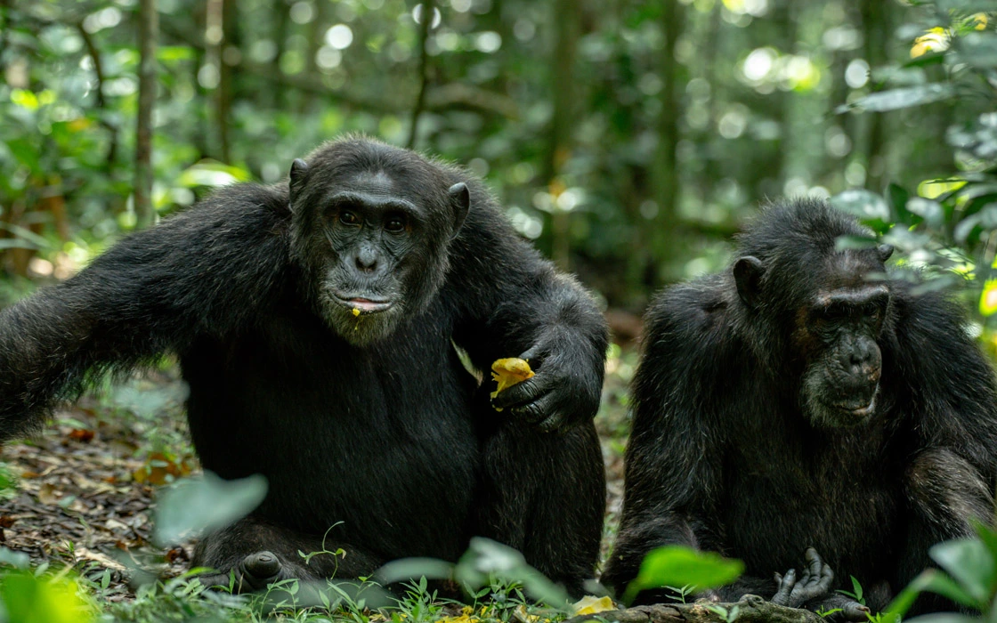 Kibale chimpanzee trekking uganda primates