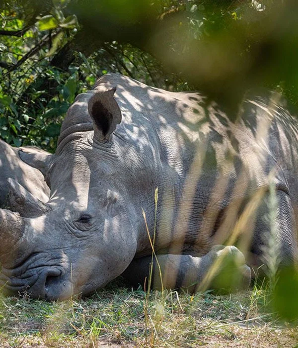 Ziwa-Rhino-Sanctuary