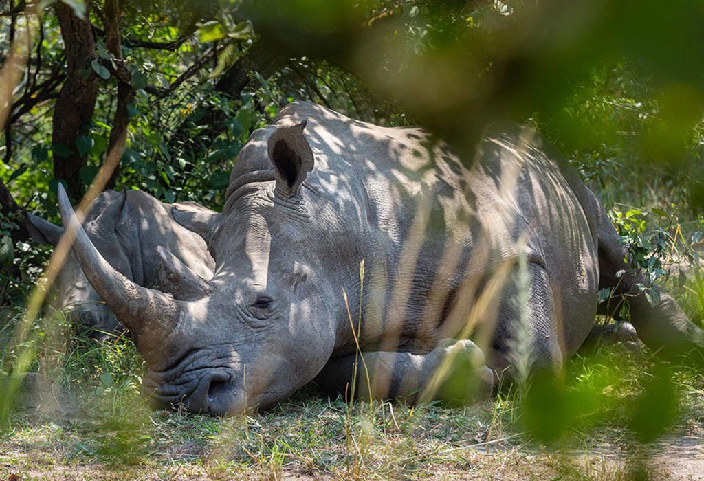 Ziwa-Rhino-Sanctuary