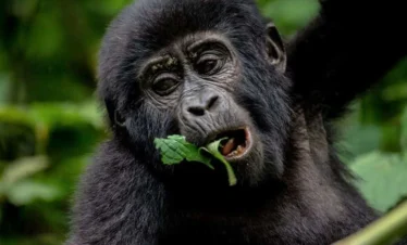 Unforgettable Gorilla Trekking in Bwindi