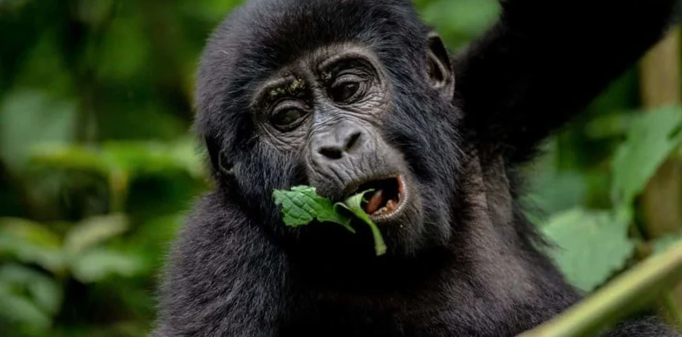 Unforgettable Gorilla Trekking in Bwindi