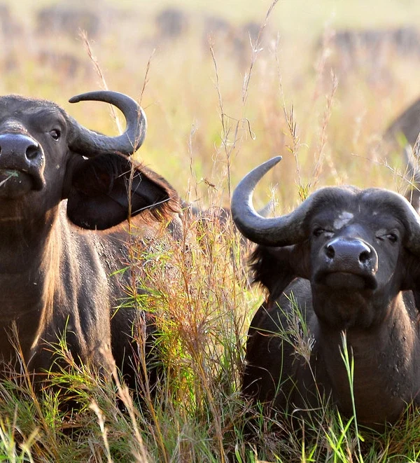 bufalo - kidepo valley uganda safaris