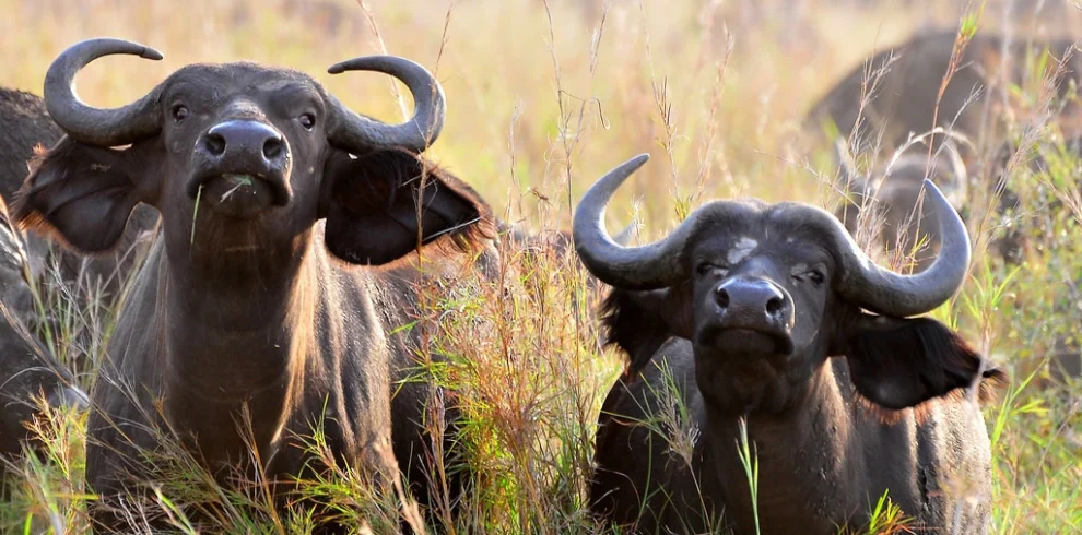 bufalo - kidepo valley uganda safaris