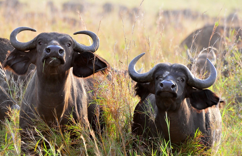 bufalo - kidepo valley uganda safaris