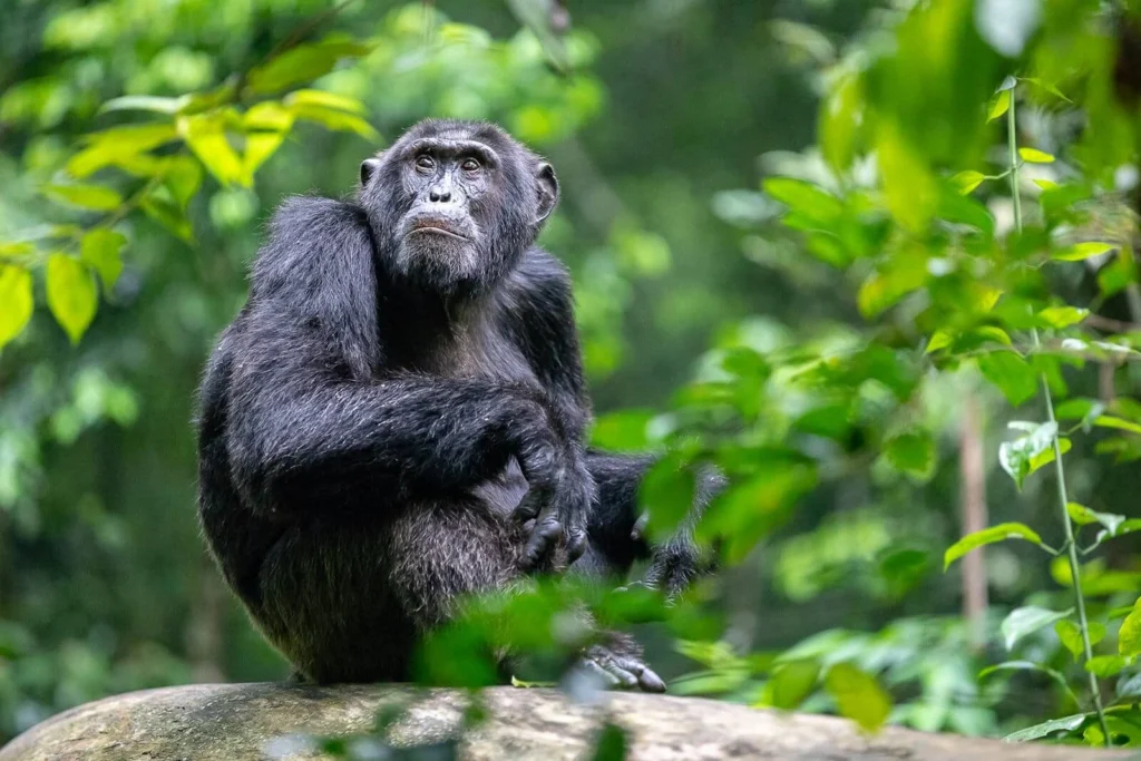 chimp trekking uganda primates