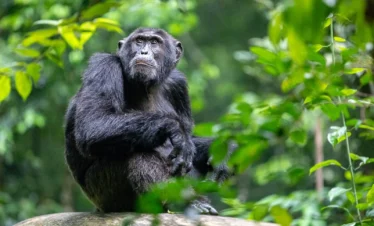 chimp trekking uganda primates