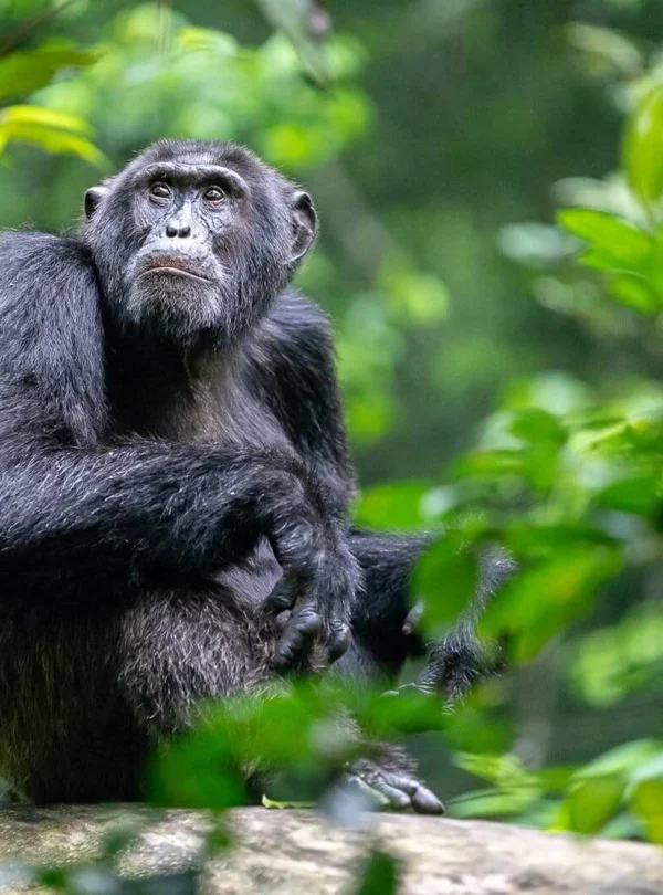 chimp trekking uganda primates