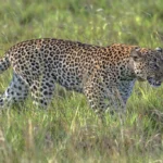 uganda safari holiday