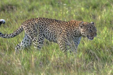 uganda safari holiday