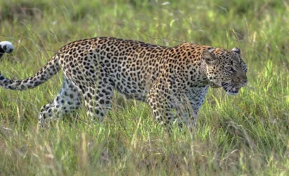 uganda safari holiday