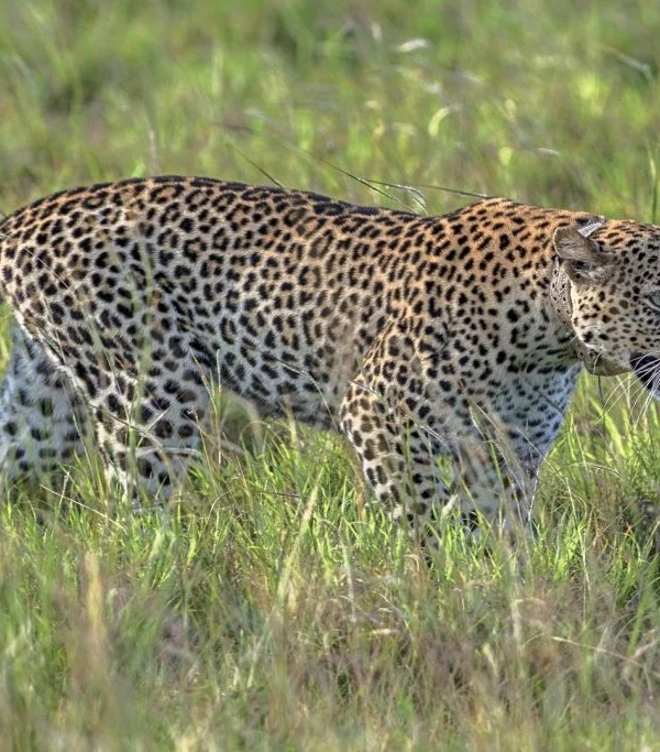 uganda safari holiday