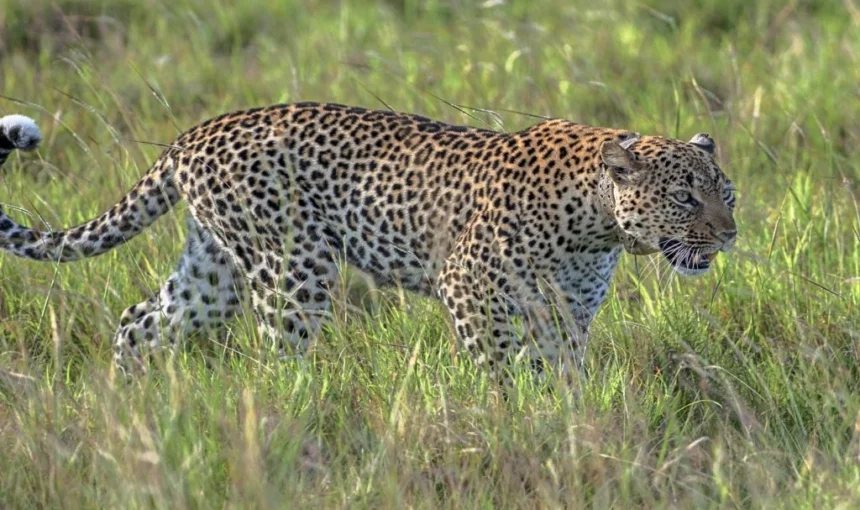 Discover the Big 5 on a Budget Uganda Safari Holiday