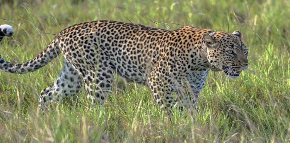 uganda safari holiday