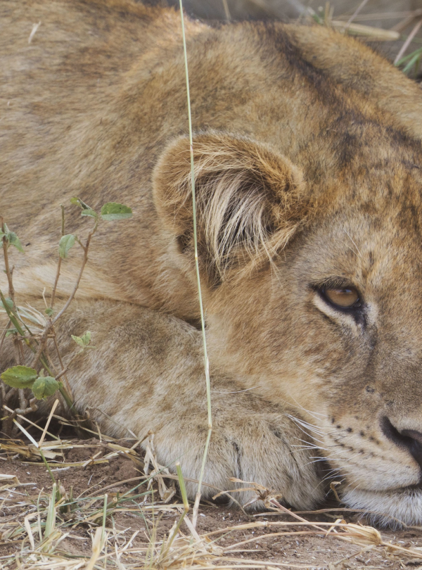 7 Days Big Five Uganda Budget Tour