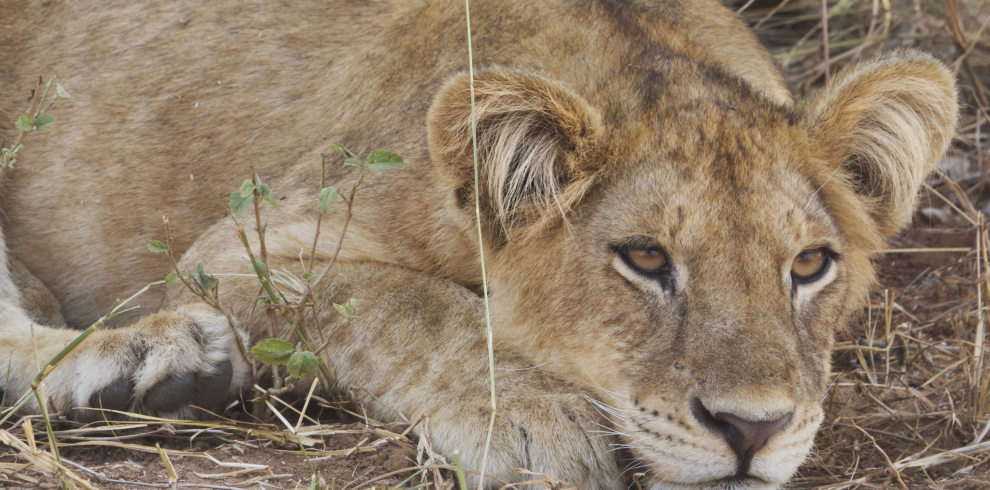 7 Days Big Five Uganda Budget Tour