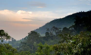 bwindi impenetrable forest