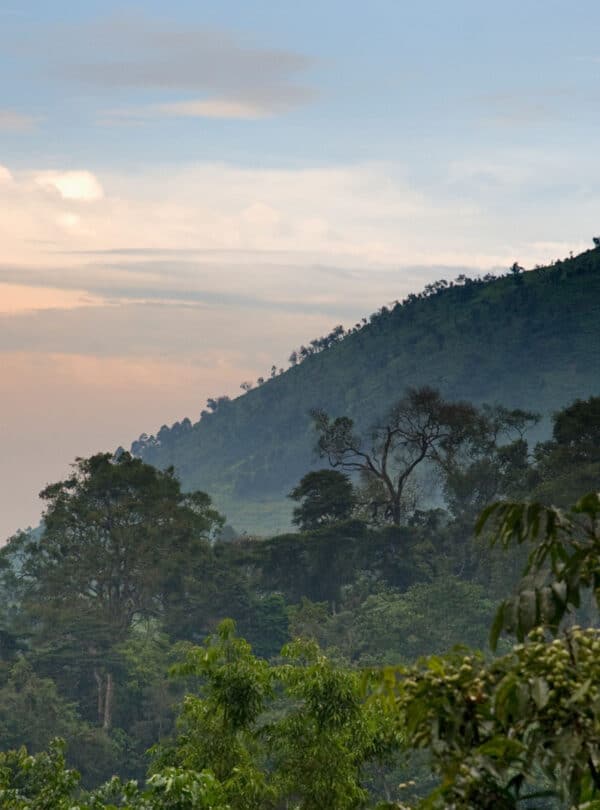 bwindi impenetrable forest