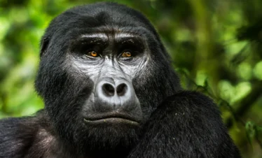 bwindi impenetrable forest