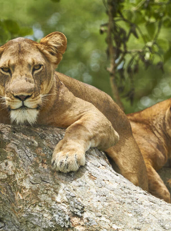 uganda national parks