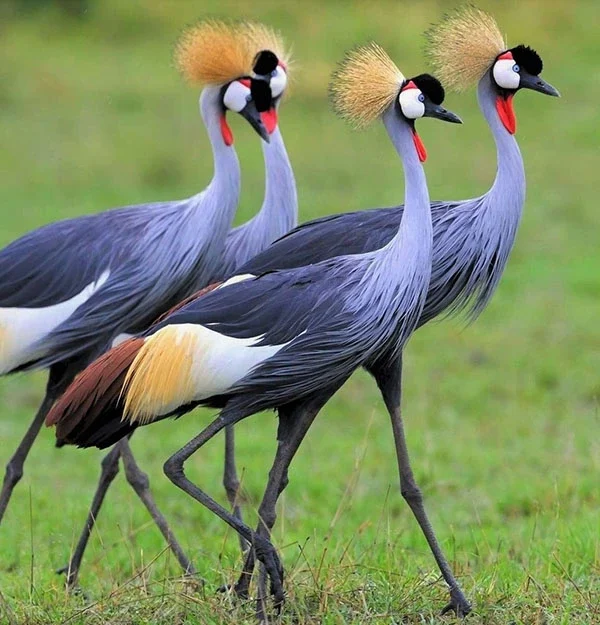 birding, birdwatching