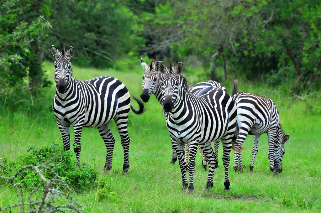 Lake Mburo National Park