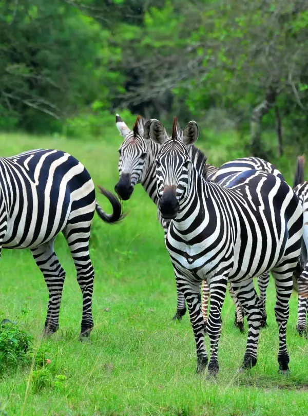 Lake Mburo National Park