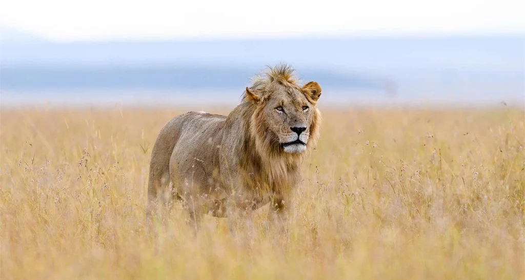 budget uganda safari holiday