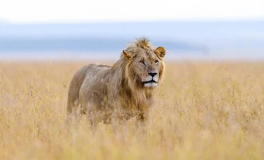 budget uganda safari holiday