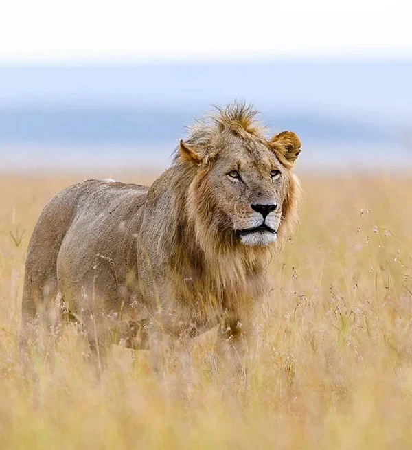 budget uganda safari holiday