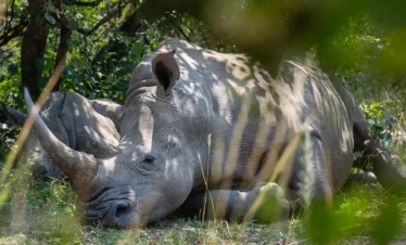 budget uganda safari holiday
