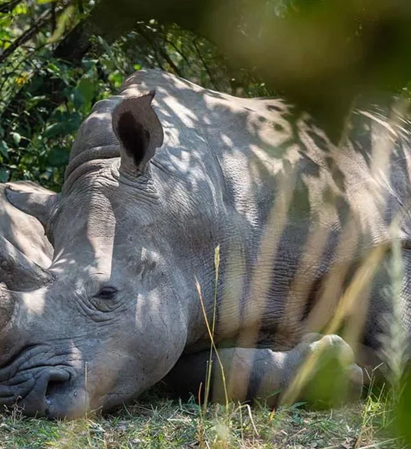 budget uganda safari holiday