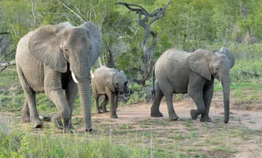 8-Day Ultimate Uganda Big Five