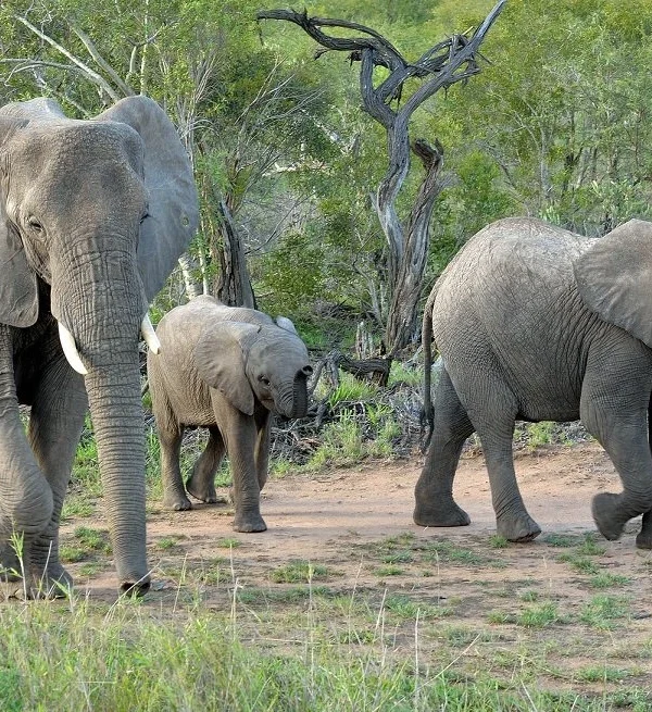 8-Day Ultimate Uganda Big Five