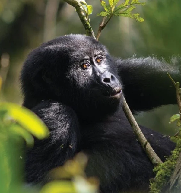 Uganda gorilla trekking
