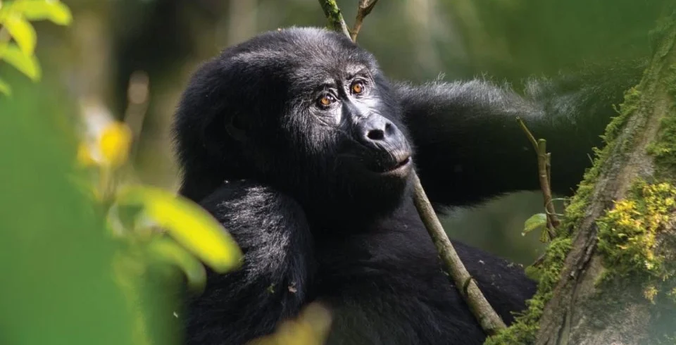 Uganda budget gorilla trekking