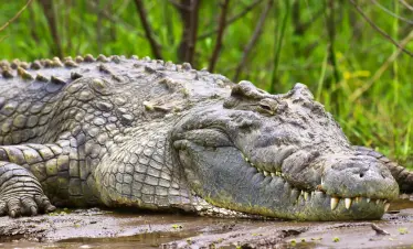 Murchison falls national park